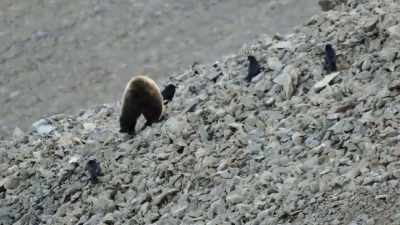 Until a hungry intruder
disrupts the peace. - Epic Yellowstone