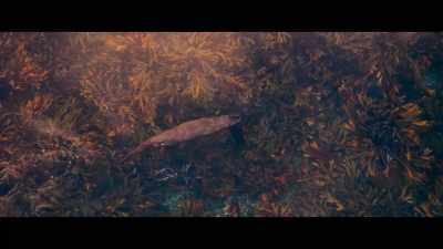 Until beauty found him. - Billy & Molly: An Otter Love Story