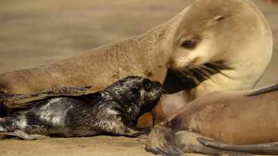Until he can swim, in six weeks' time, - Wild Babies