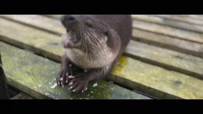 Until eventually, what started
out as a chance encounter, - Billy & Molly: An Otter Love Story