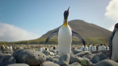 'Until hope arrived
from an unexpected direction. - A Year on Planet Earth