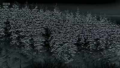 Until, to our camera, - Wild Isles