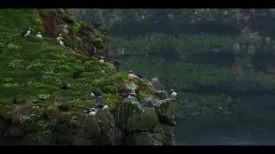 Until recently, puffin pairs would return
within days of each other. - Our Oceans