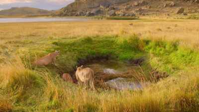 Until recently, puma were believed
to be solitary creatures. - Our Great National Parks