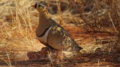 Until the chicks are big enough
to make the flight to water themselves. - Our Great National Parks