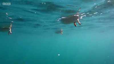 ..until the crew was
surrounded by puffins, - Wales: Land of the Wild