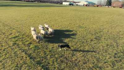 Until the late 1800s,
dogs were primarily bred for work, - Inside the Mind of a Dog