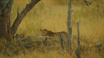 Until the migration arrives,
it's every predator for themselves. - Serengeti
