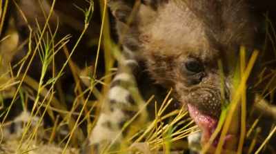 Until the pups can hunt themselves, - Surviving Paradise: A Family Tale