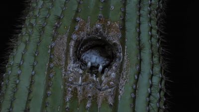 Until their chicks fledge in two weeks' time, - Tiny World