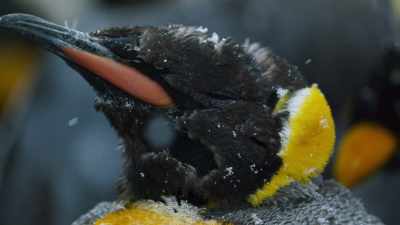 Until their feathers regrow, - Blue Planet II