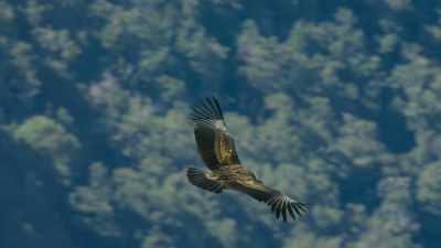 Until then,
he'll be stretching his wings daily, - Our Great National Parks