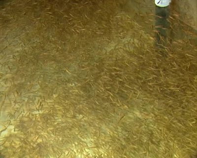 ...UNTIL THEY HATCH
10 TO 15 DAYS LATER. - How It's Made