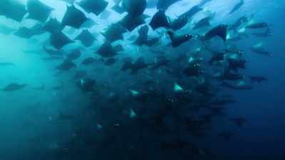 until they're gathered in the thousands. - Super/Natural