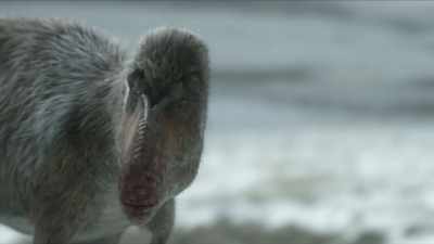 Until her young are old enough
to join her in the hunt - Prehistoric Planet