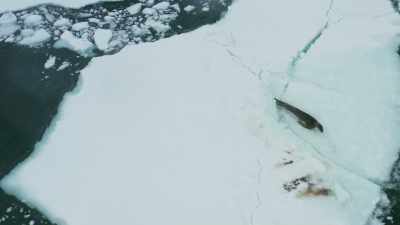 Unused to being targeted
by killer whales... - Frozen Planet II
