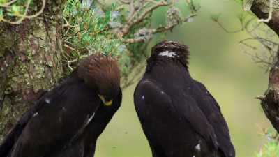 ..unusual for golden eagles, - Wild Isles
