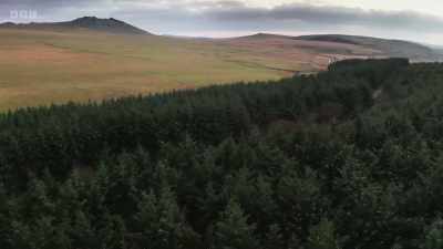 Up to a million birds
will use this small plantation - Wild Isles