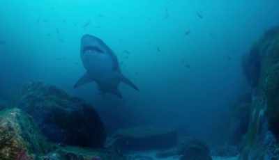 Up close you see the grey
nurse's jaws are filled with - Shark Beach With Chris Hemsworth