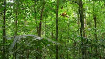 Up in the canopy, 70 feet high, - Wild Babies