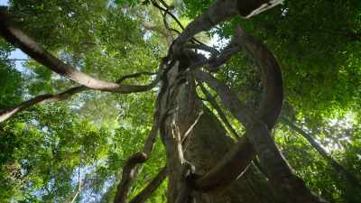 Up in the treetops,
the stakes are even higher. - Our Great National Parks