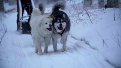 Up-up! H'yah! H'yah! - Life Below Zero: Next Generation