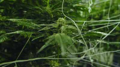(upbeat electronic music) - Wake & Bake with Dom Brown