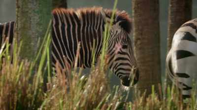 (UPBEAT MUSIC PLAYING) - Magic of Disney's Animal Kingdom