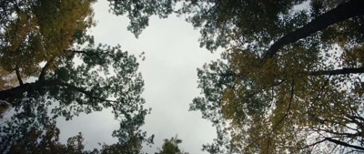 (upbeat suspenseful music) - Deep Woods