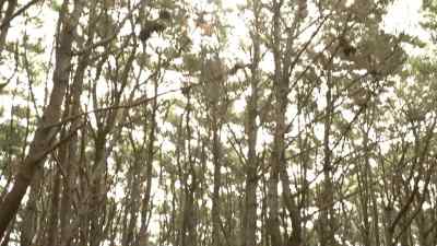 ( upbeat theme playing ) - Legend of the Seeker