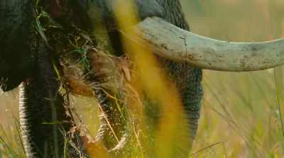 uprooting far more than they can eat. - Surviving Paradise: A Family Tale
