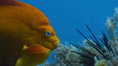 Urchins like locusts, - Blue Planet II