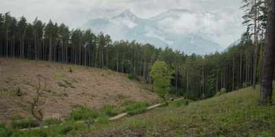 Ursula journeyed to
a mysterious forest - - Life After Life