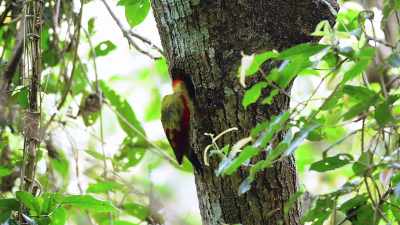 Us woodpeck... - Absurd Planet