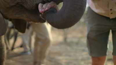 Use your trunk, please,
use your trunk. There we go. - In the Footsteps of Elephant