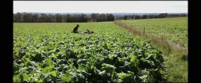 Using a lot less
chemicals and inputs - 2040