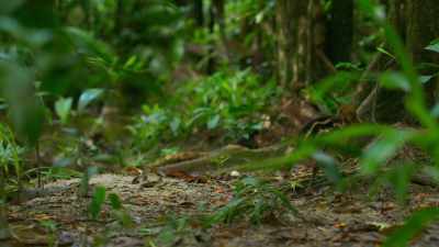 ...using a special call that carries well
through the thick forest. - Seven Worlds, One Planet