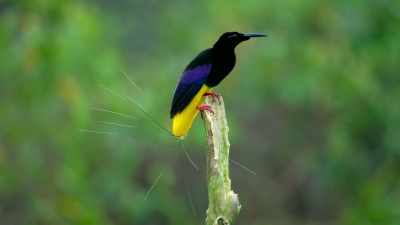 Using a tree stump as a display post
is one thing. - Dancing with the Birds