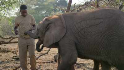 Using calves, at the sanctuary, - In the Footsteps of Elephant