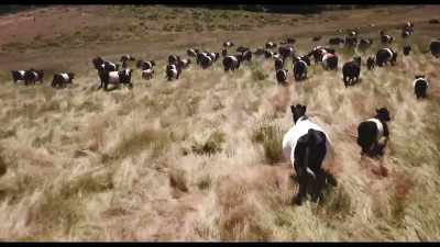Using cattle
and allowing them to roam and graze, - Kiss the Ground
