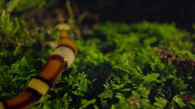 Using chemical sensors in its hammerhead, - Our Great National Parks