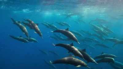 Using echolocation, a type of sonar, - Our Planet