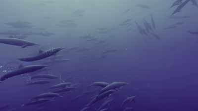 Using echolocation,
they lock on to their prey. - Oceans: Our Blue Planet