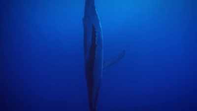 Using it as a natural amphitheater
to-- to project that sound outward. - Secrets of the Whales
