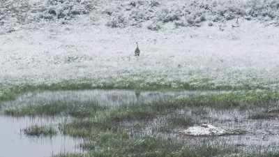 Using last year's reeds
and sedges, - Epic Yellowstone
