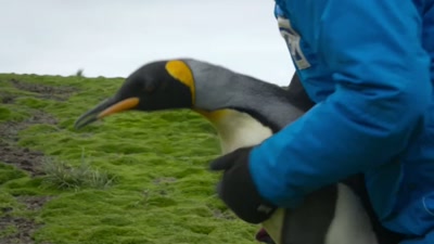 'Using pioneering technology, - A Year on Planet Earth