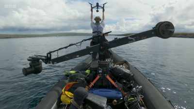 Using the drone, the team could
follow as the pod spread out, - Wild Isles