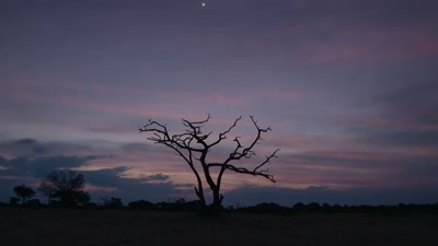 'Using the latest camera technology,
however... - A Year on Planet Earth