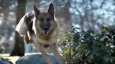 Using the same
brash marketing style - Pet Fooled