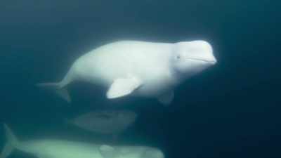 Using their sophisticated sonar, - Frozen Planet II